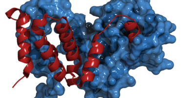 Multiple myeloma antibody treatment