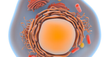 Adjuvant therapies to treat B-Cell malignancies, myeloma