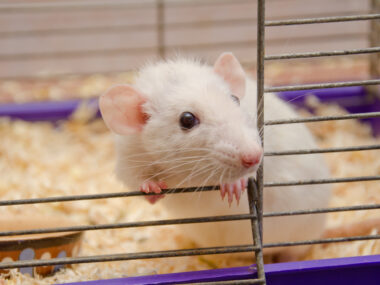 Dendritic cell vaccine mouse study